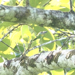 Psilopogon mystacophanos