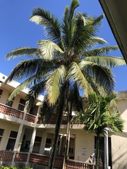 Arecaceae