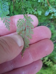 Hymenophylloideae