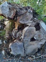 Metrosideros robusta