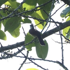 Alophoixus ochraceus