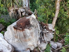 Metrosideros robusta