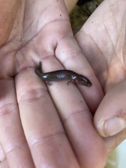 Necturus punctatus
