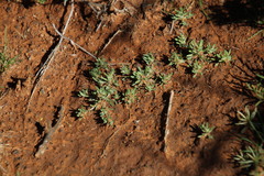 Helichrysum leontonyx