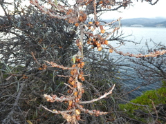 Hippophae rhamnoides