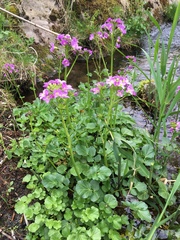 Cardamine raphanifolia raphanifolia