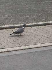 Columba palumbus