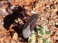 Spilostethus trilineatus