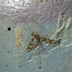 Mischoderus annuliferus
