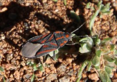 Spilostethus trilineatus