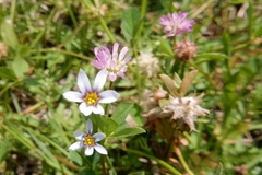 Sisyrinchium rosulatum