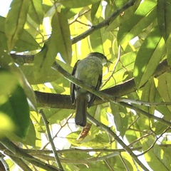 Iole viridescens cinnamomeoventris