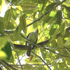 Iole viridescens cinnamomeoventris