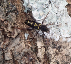 Neoclytus conjunctus