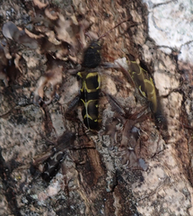 Neoclytus conjunctus