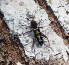 Neoclytus conjunctus