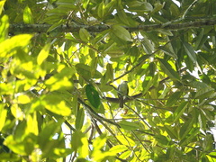 Iole viridescens cinnamomeoventris