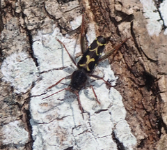 Neoclytus conjunctus
