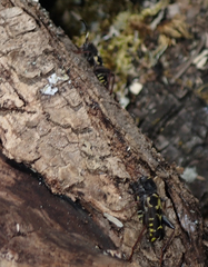 Neoclytus conjunctus