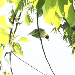 Chloropsis cyanopogon