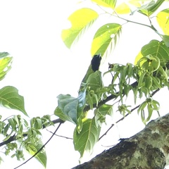 Chloropsis cyanopogon