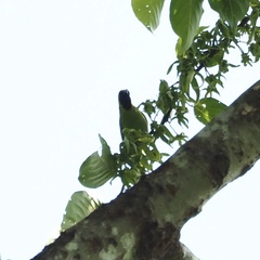 Chloropsis cyanopogon