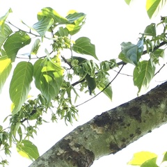 Chloropsis cyanopogon