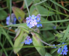 Myosotis