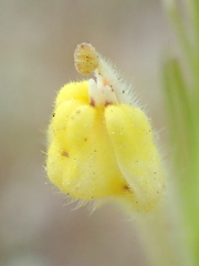 Castilleja lineariloba