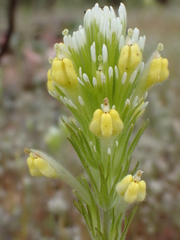 Castilleja lineariloba