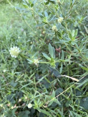 Spermacoce verticillata