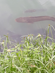 Channa striata