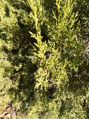 Juniperus coahuilensis