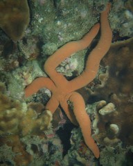 Ophidiaster confertus