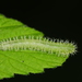 Monophadnoides rubi - Photo (c) Jason M Crockwell,  זכויות יוצרים חלקיות (CC BY-NC-ND), הועלה על ידי Jason M Crockwell