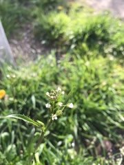 Capsella bursa-pastoris