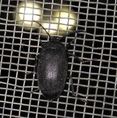 Penthe pimelia