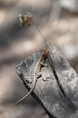 Sceloporus teapensis