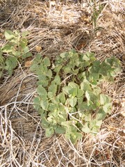 Mirabilis comata