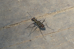 Cylindera spinolai