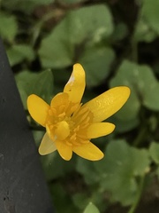 Ficaria verna