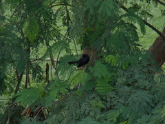 Molothrus bonariensis