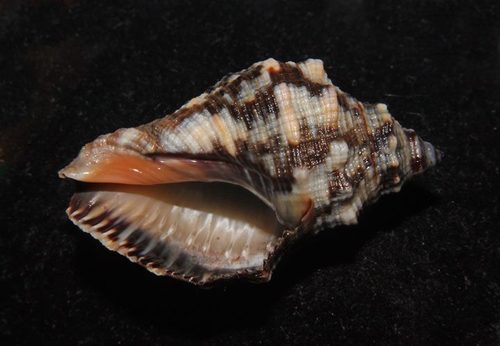 Florida Rock Shell | Native Nature