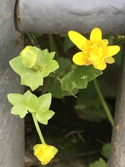 Ficaria verna
