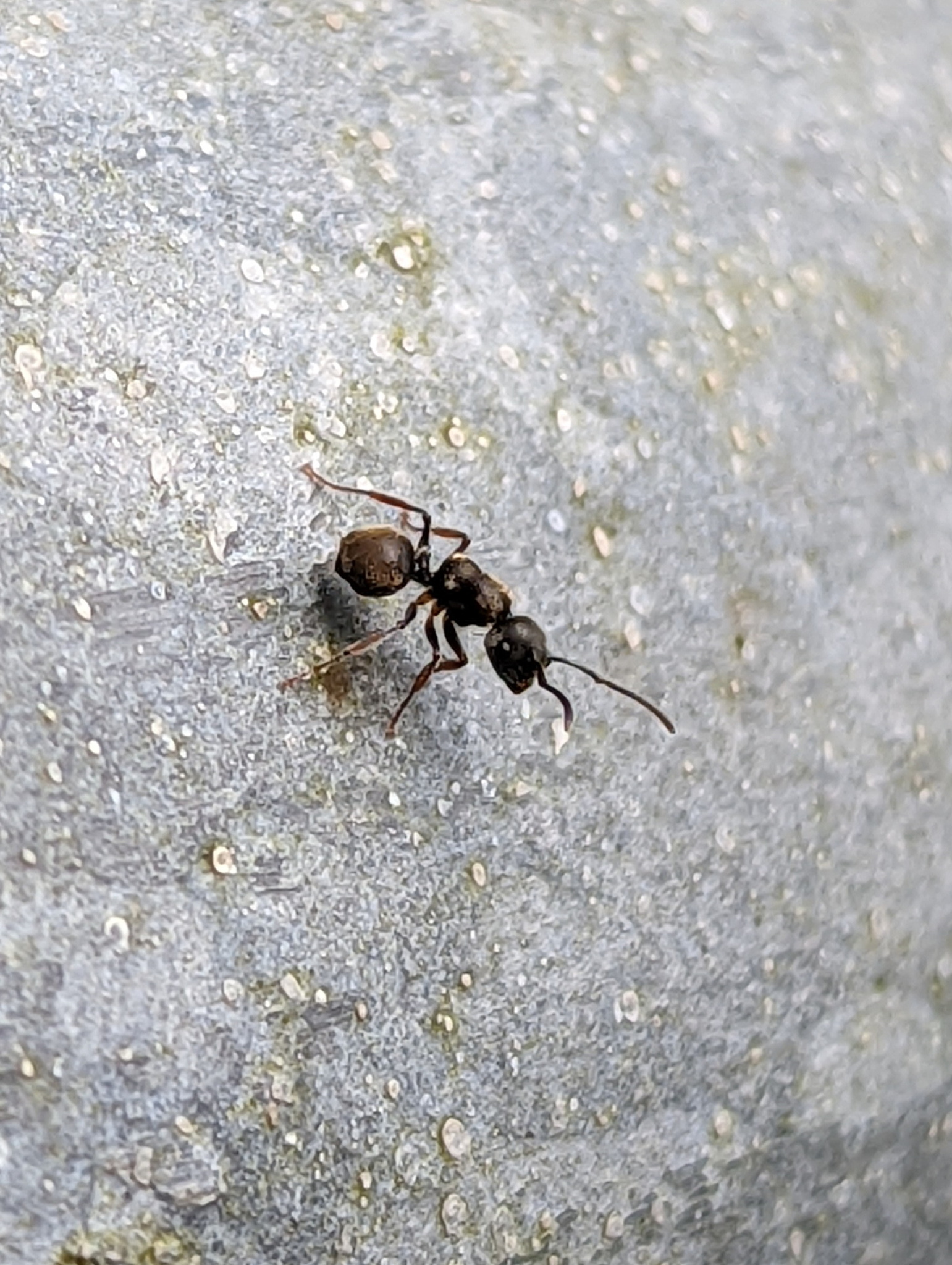 Echinopla australis