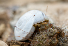 Sphincterochila