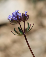 Asperula setosa