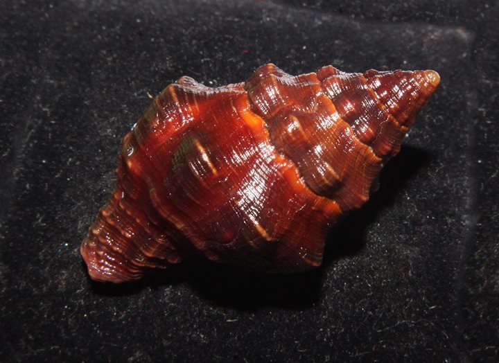 Leucozonia