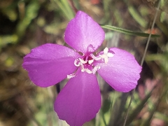 Clarkia gracilis