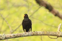 Turdus merula
